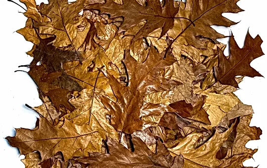 Oak Leaves