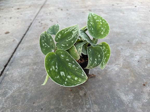 Satin Pothos - Silvery Anne