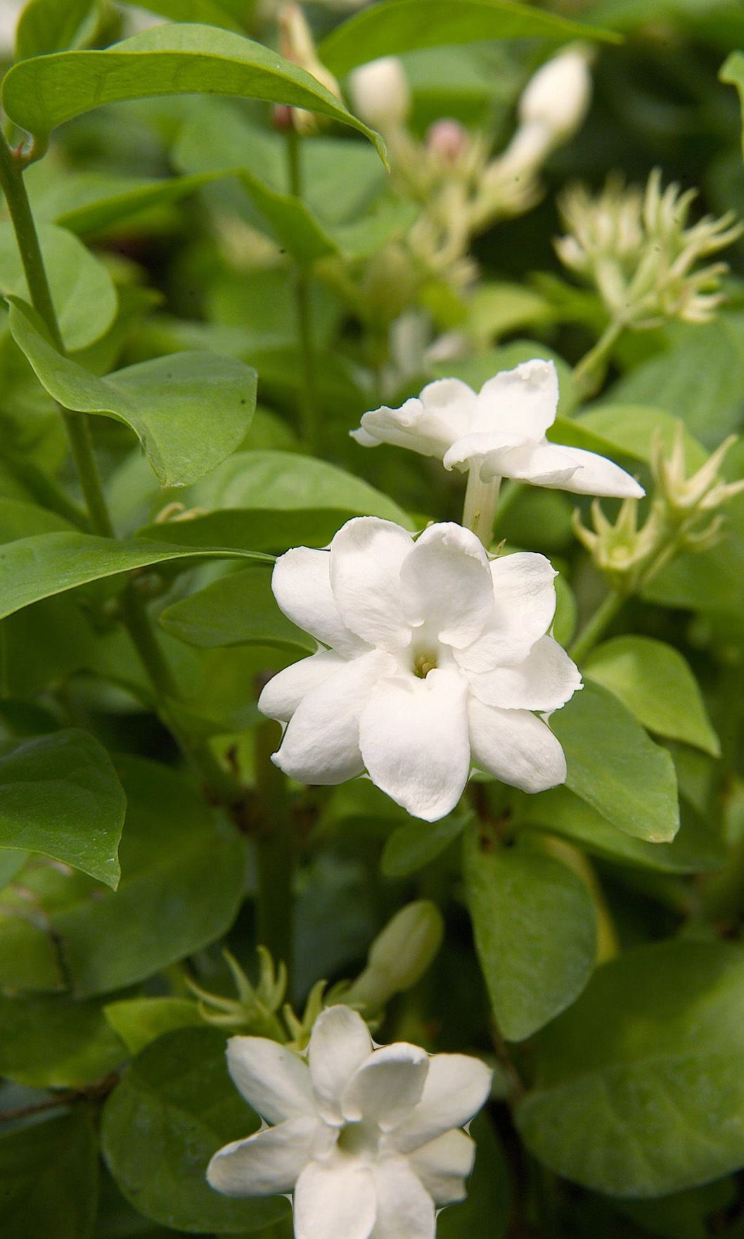 Jasmine Arabian Sanbac