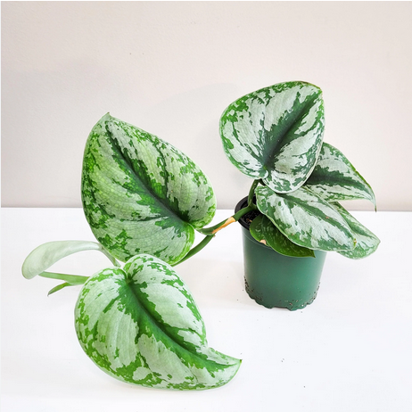 Scindapsus Pictus Exotica Large Leaves