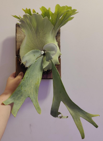 Custom Made Staghorn now available