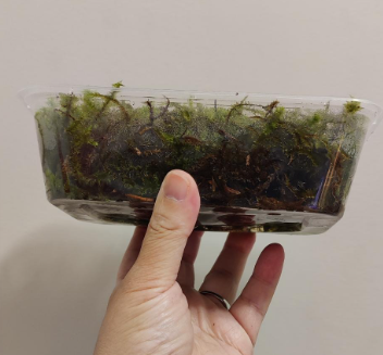 Live Forest Moss