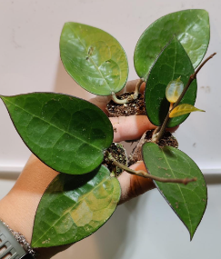 Hoya Parasitica Black Margin