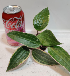 Hoya Macrophylla Albo Aka Latifolia Albo