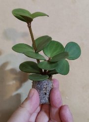 Peperomia Hope