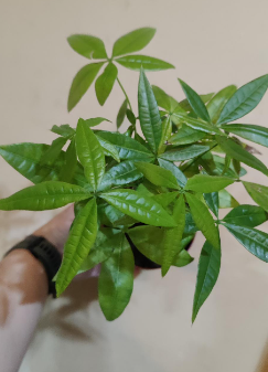 Braided Money Tree (Pachira)