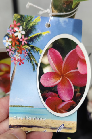 Plumeria Tree