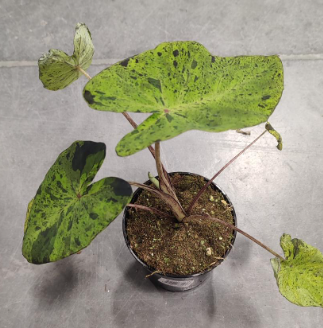 Colocasia Mojito