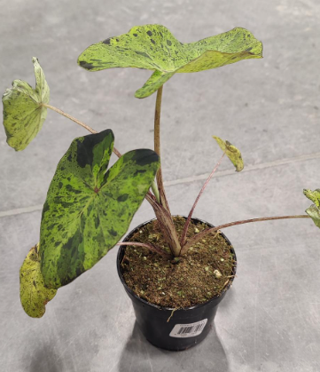 Colocasia Mojito