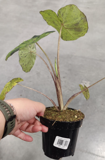 Colocasia Mojito