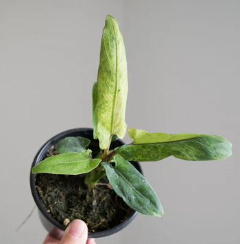 Alocasia Lauterbachiana Variegated