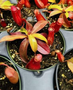 Nepenthes Lady Luck - Ampullaria × Ventricosa