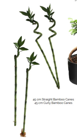 Lucky Bamboo Stems