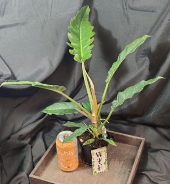 Philodendron Narrow Tiger Tooth