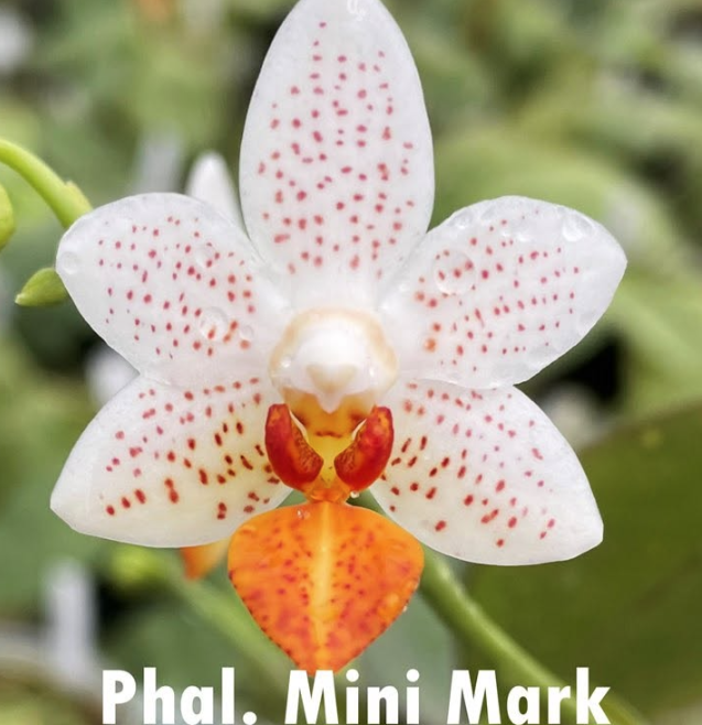 Phalaenopsis ‘Mini Mark’ — Miniature Moth Orchid