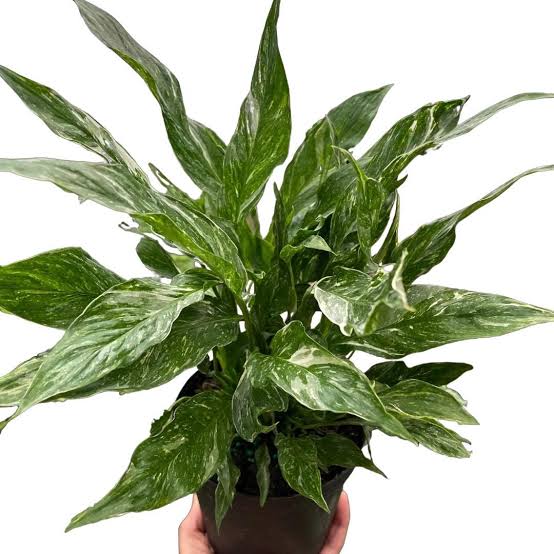 Spathyphyllum Domino (Splashed Peace Lily)