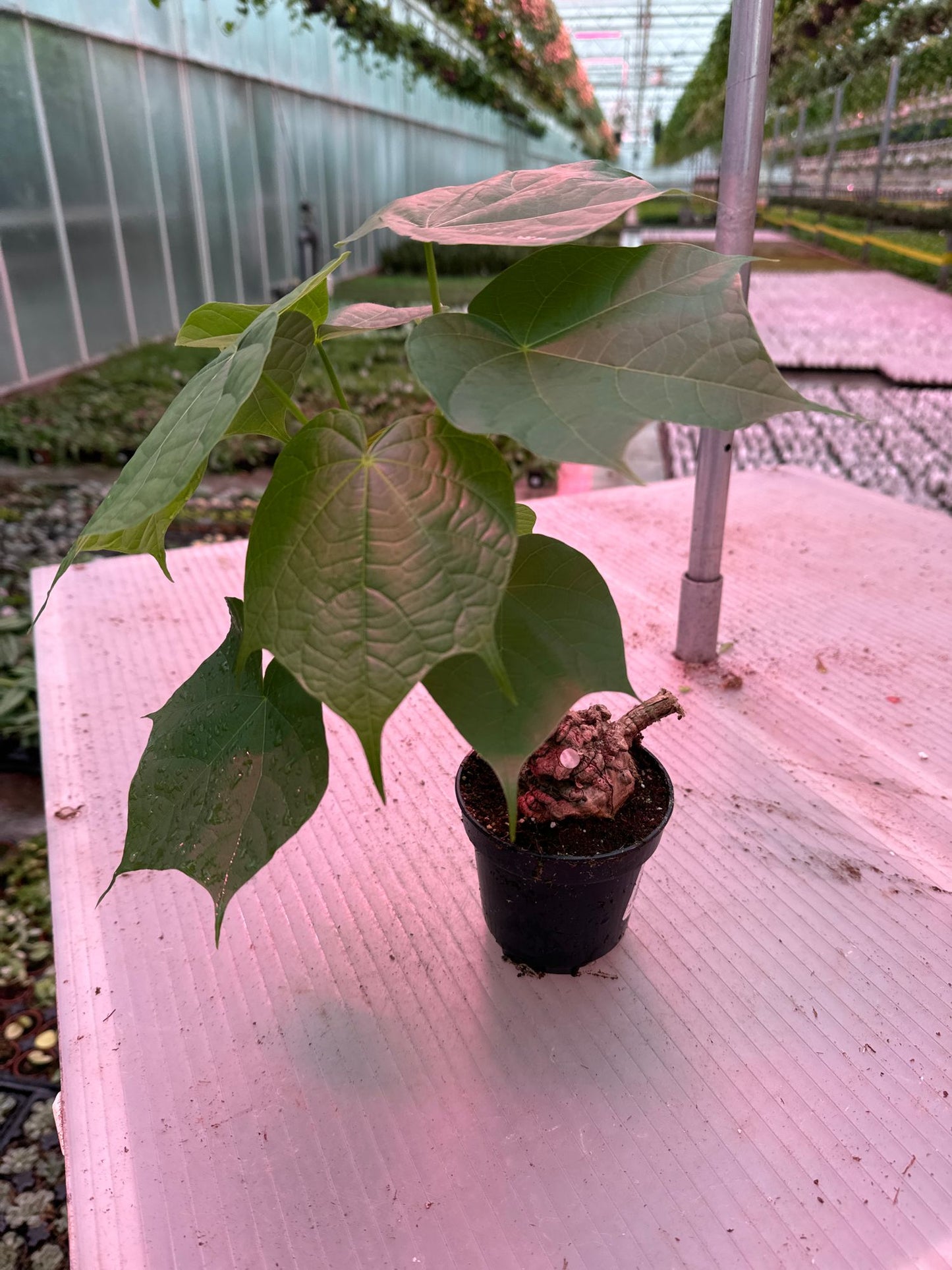Sterculia colorata