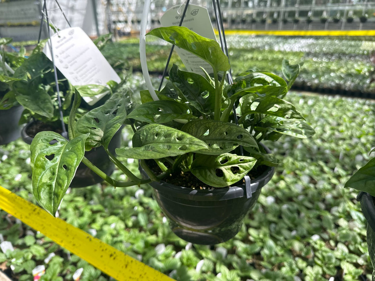 Monstera Adansonii Swiss Cheese Vine