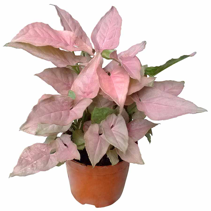Syngonium Pink Arrow (Arrowhead)