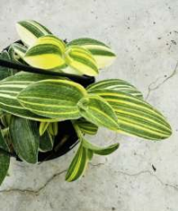 Tradescantia Sillamontana Variegata (Fuzzy)