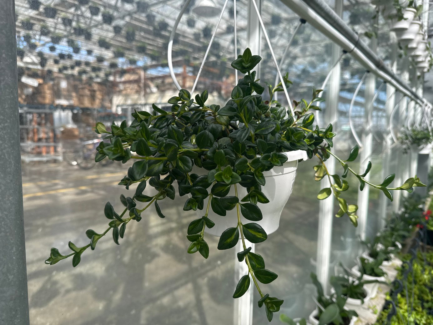 Goldfish Plant