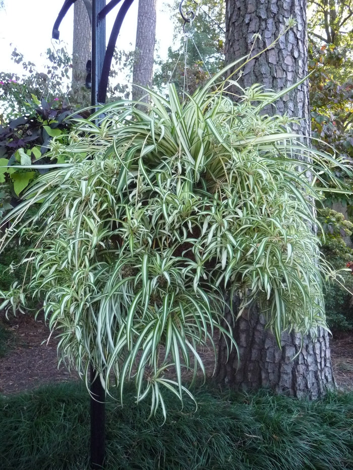 Spider Plant
