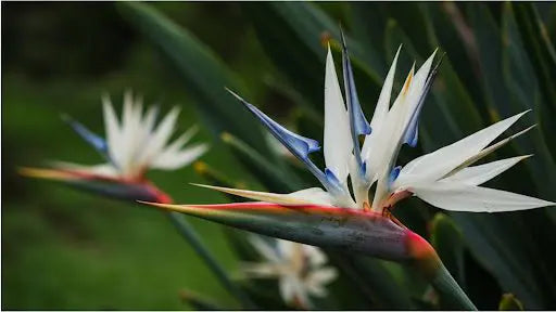 Bird of Paradise