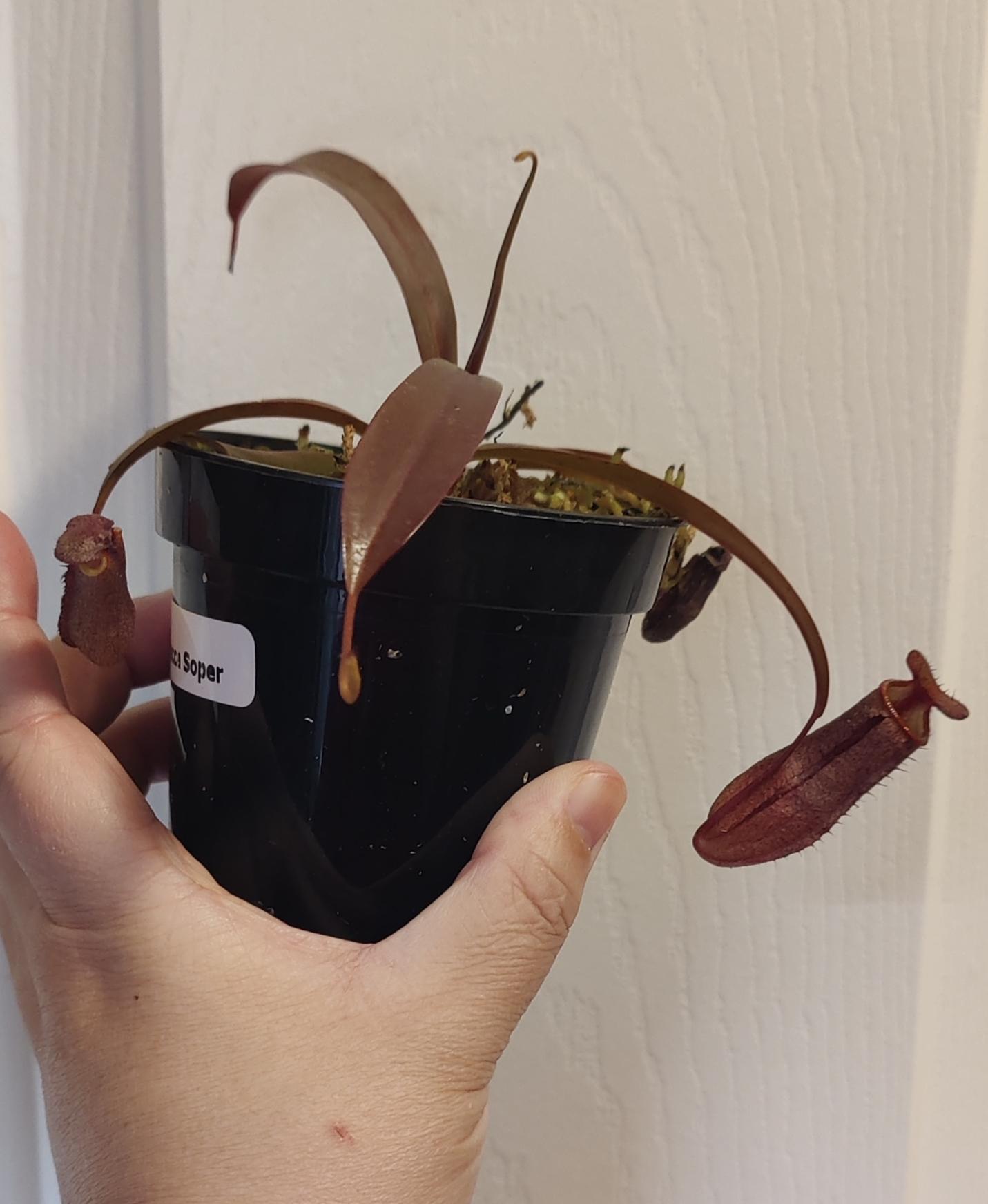 Nepenthes x Rebecca Soper
