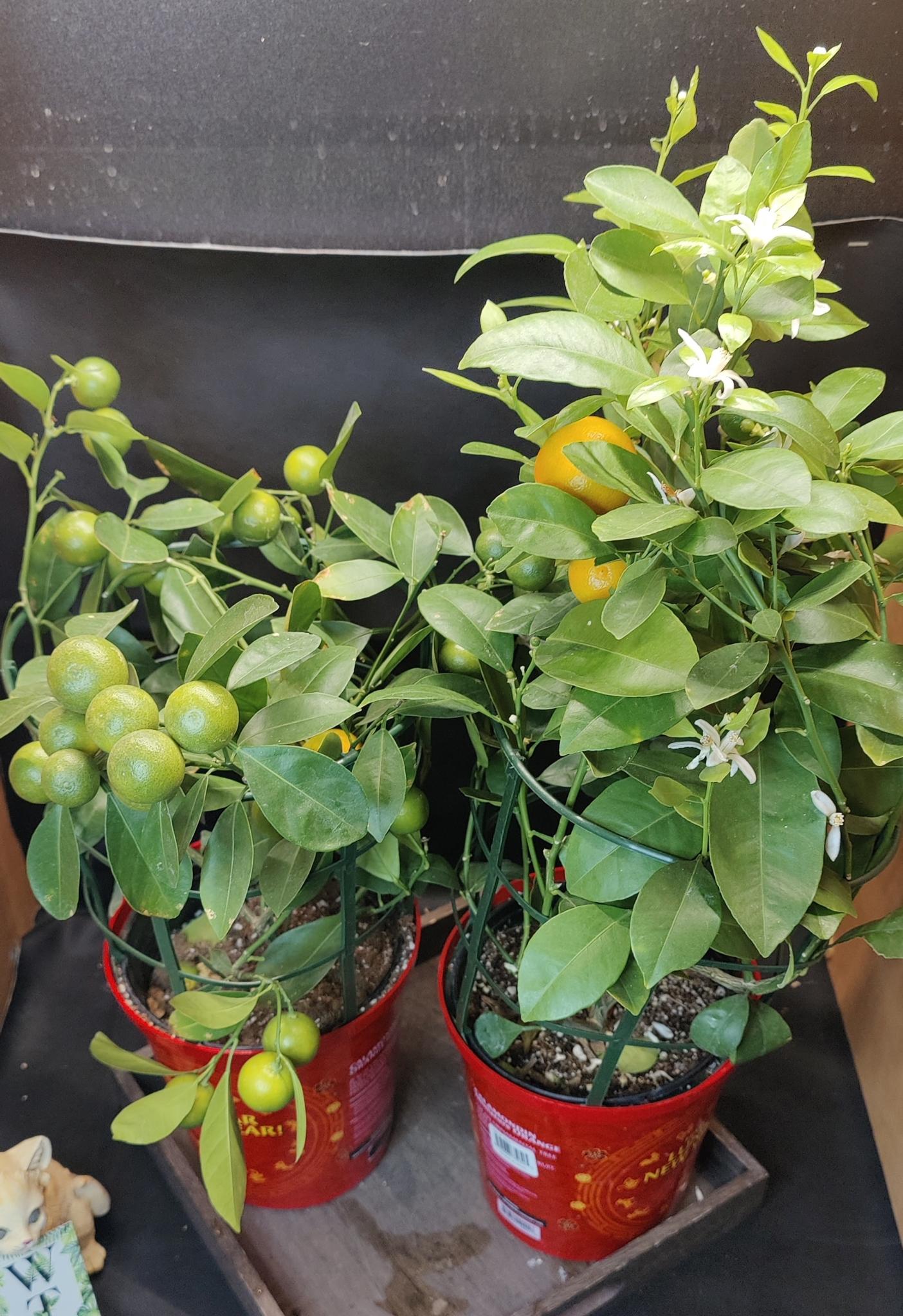 Calamondin Citrus Tree 6" each