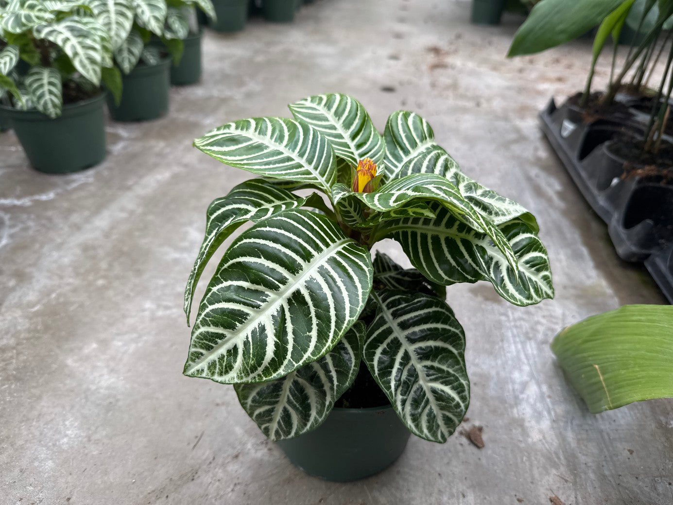 Aphelandra Squarrosa Zebra Plant