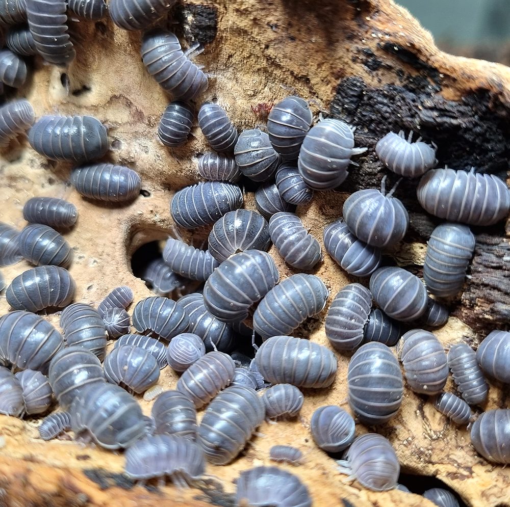 Armadillidium Officinalis Greece