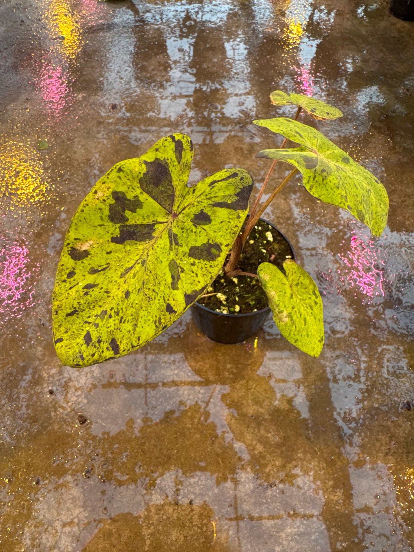 Colocasia Mojito