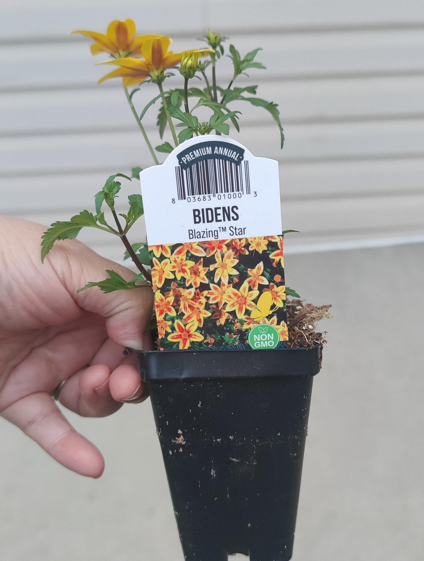 Bidens Blazing™ Star 2.5"
