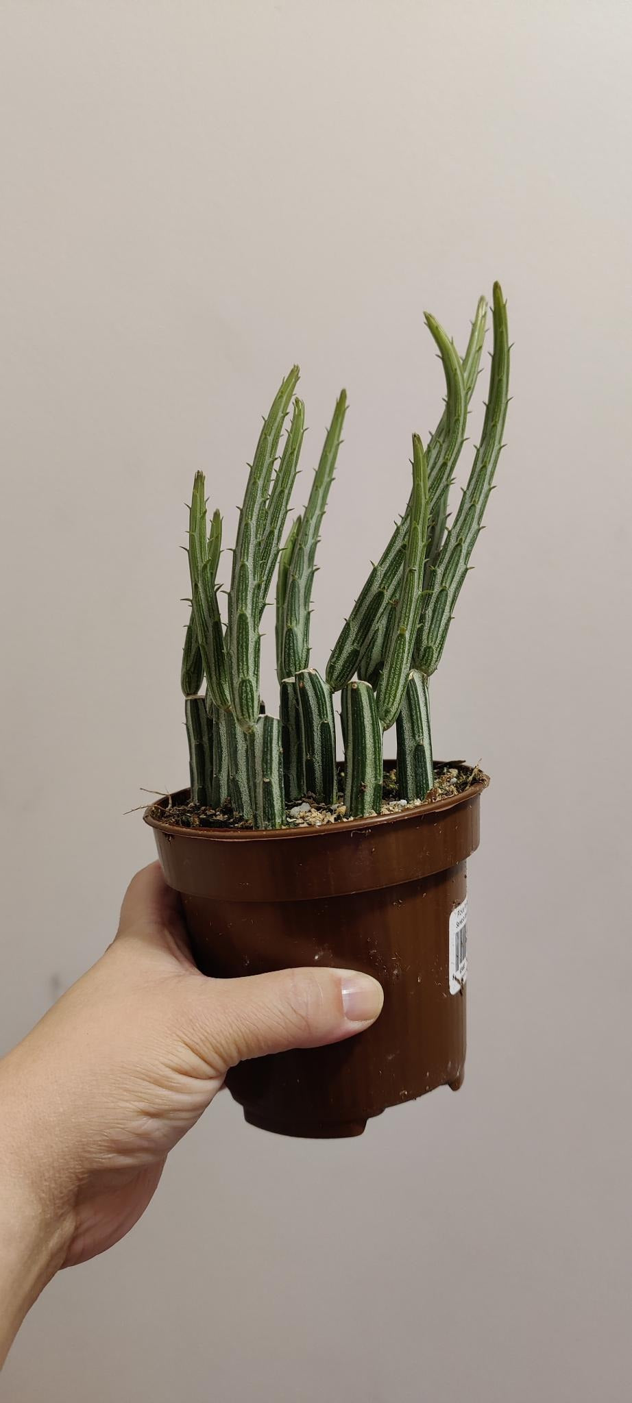 4" SENECIO STAPELIIFORMIS (PICKLE PLANT)