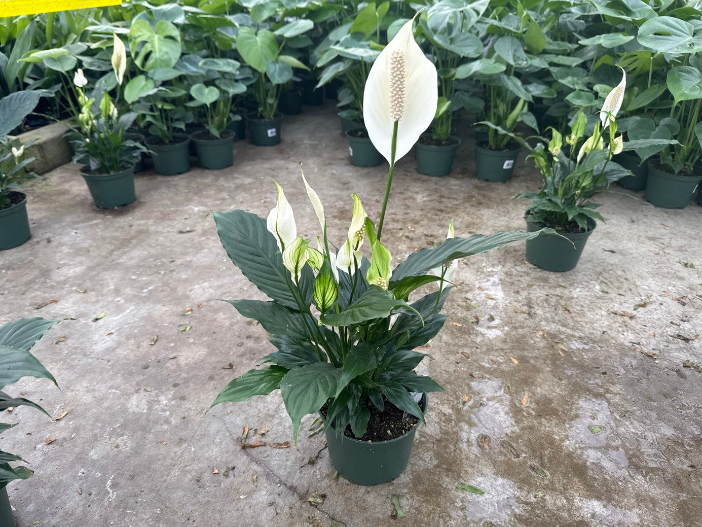 Peace Lily