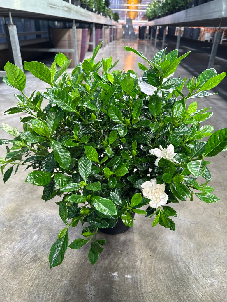 Gardenia Jasmine (Arriving Feb 5, 2026)