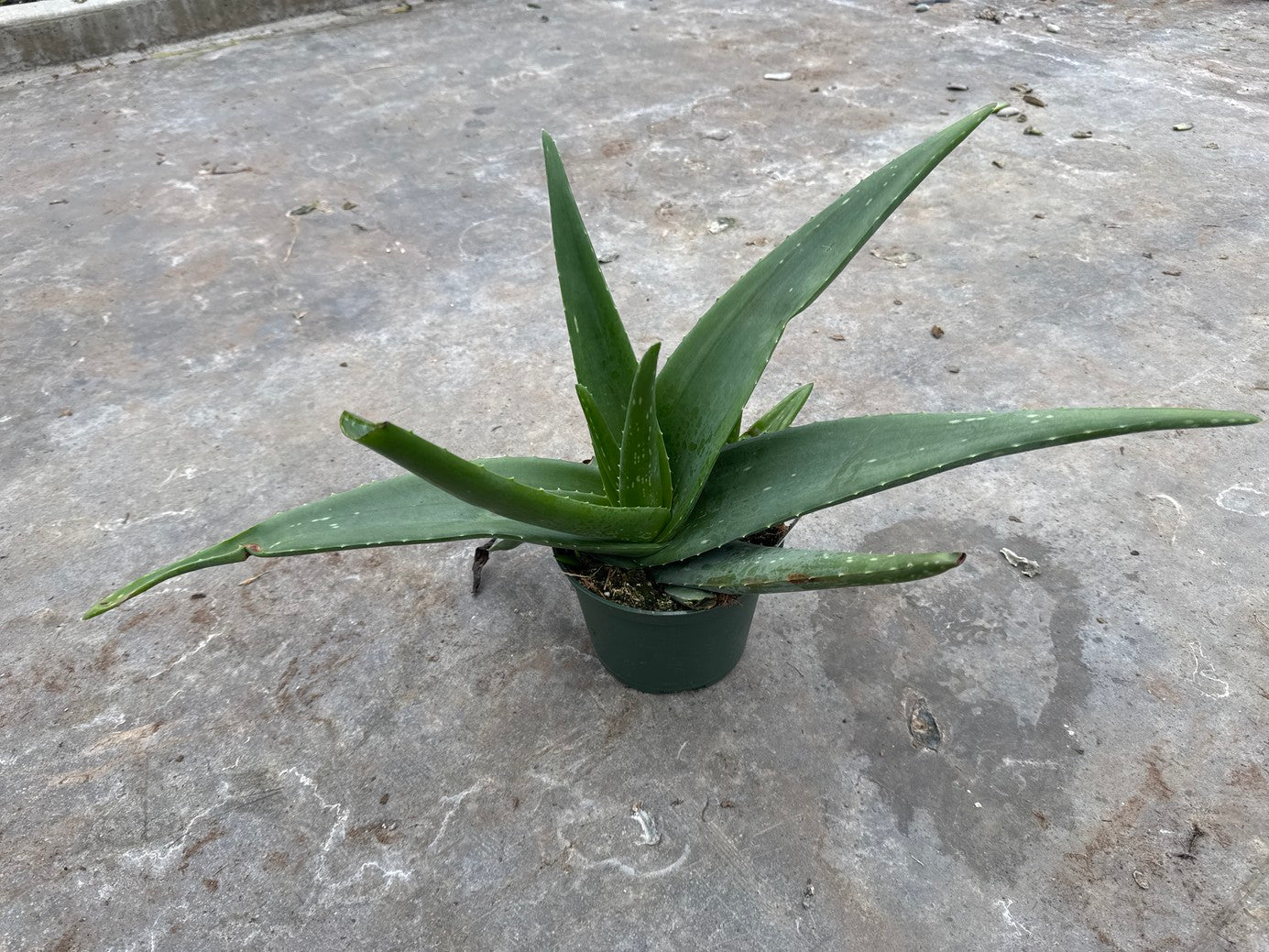 Aloe Vera