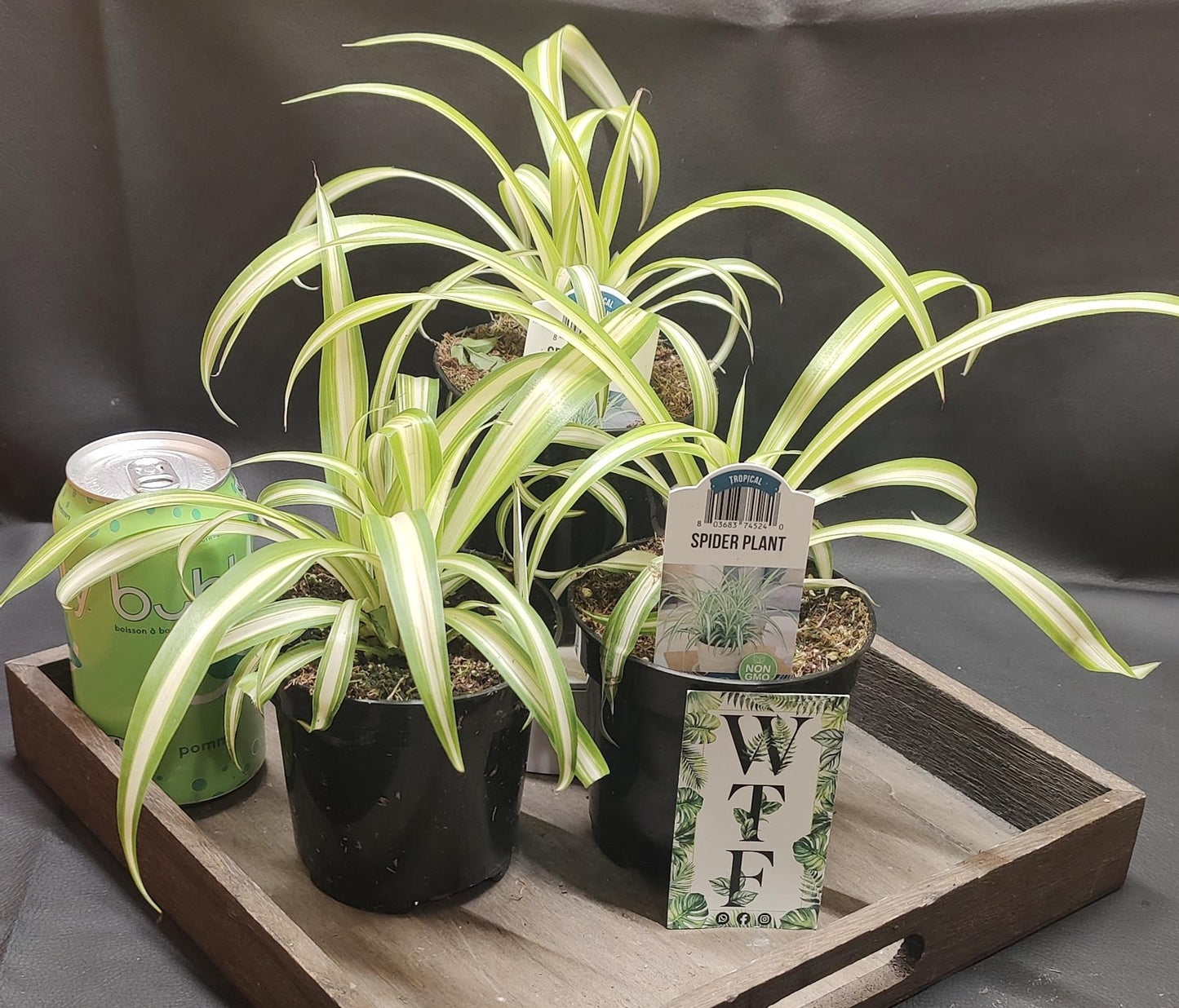 Spider Plant Varieties