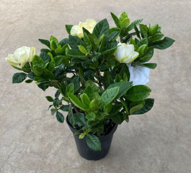 Gardenia Bush (Cape Jasmine)