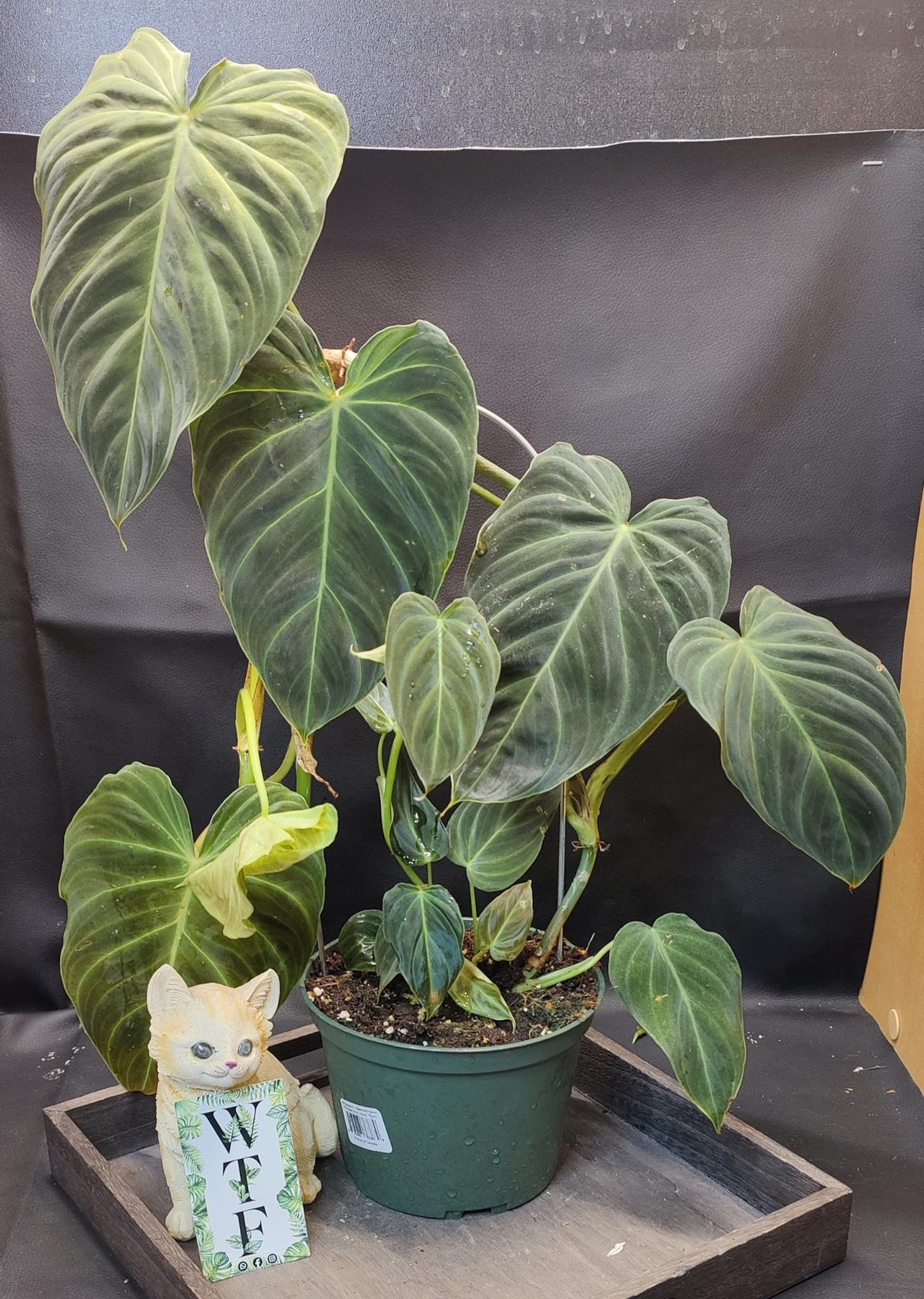Philodendron Verrucosum x Melanochrysum Hoop 6"