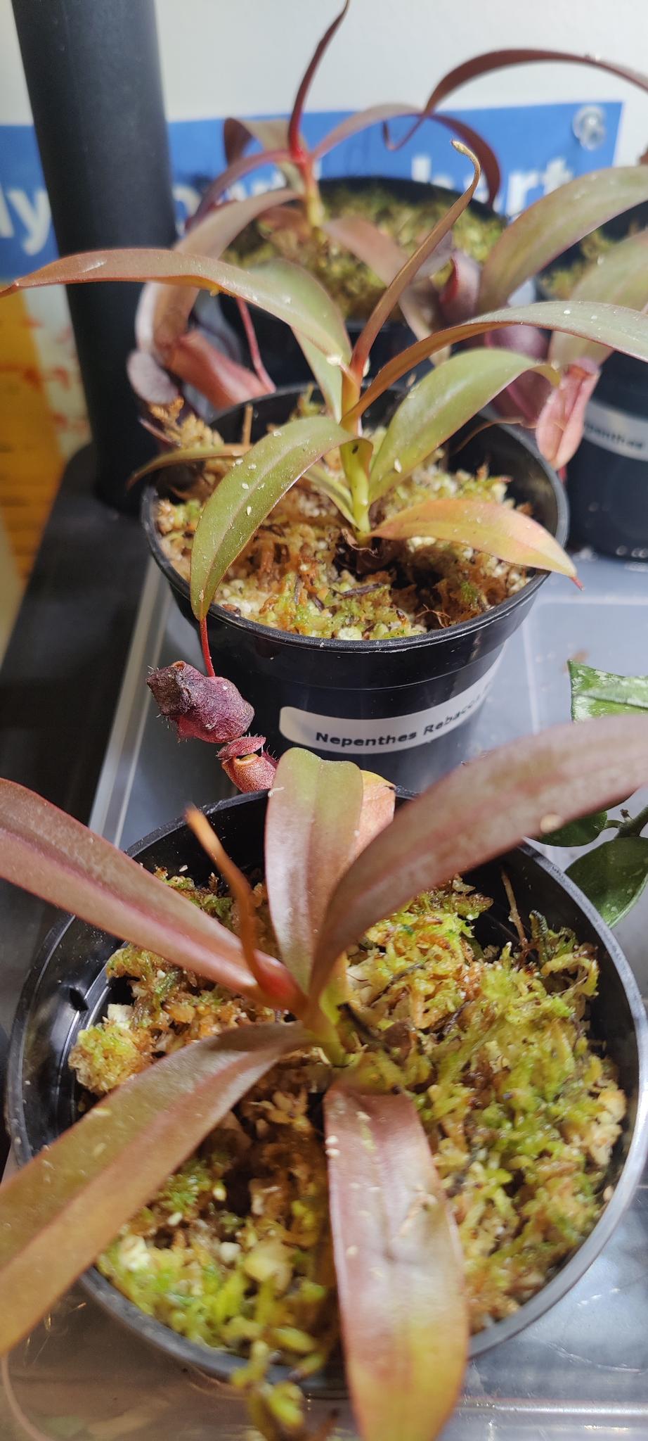 Nepenthes x Rebecca Soper