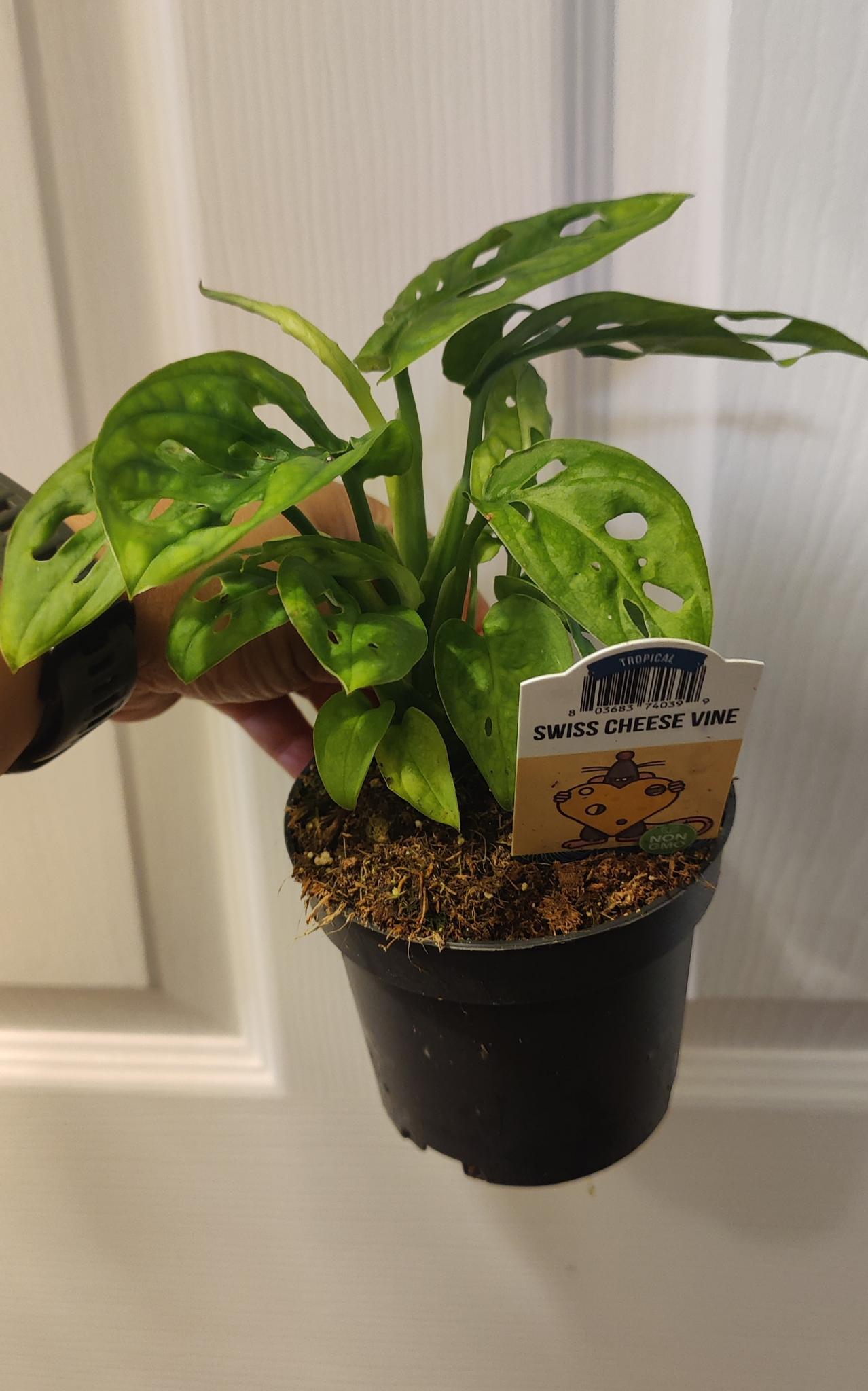 Monstera Adansonii Swiss Cheese Vine
