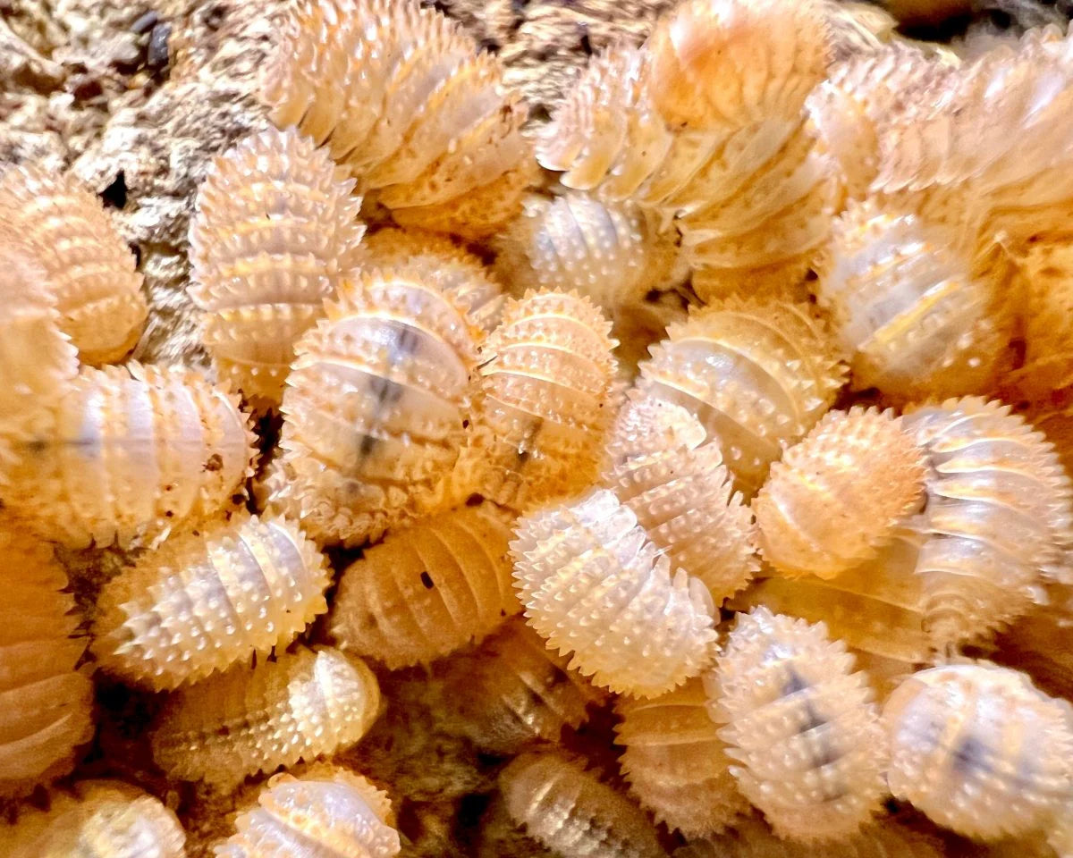 Cristarmadillidium Muricatum Pineapple