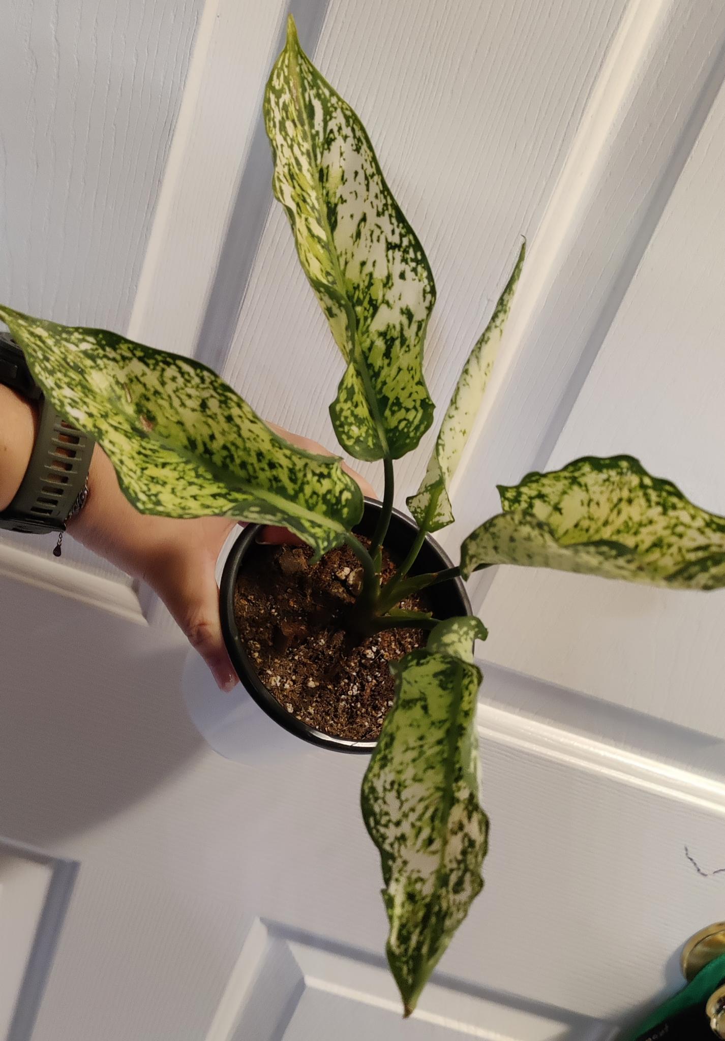 Aglaonema First Diamond "WHITE DIAMOND"