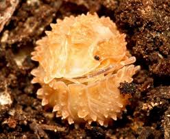 Cristarmadillidium Muricatum Pineapple