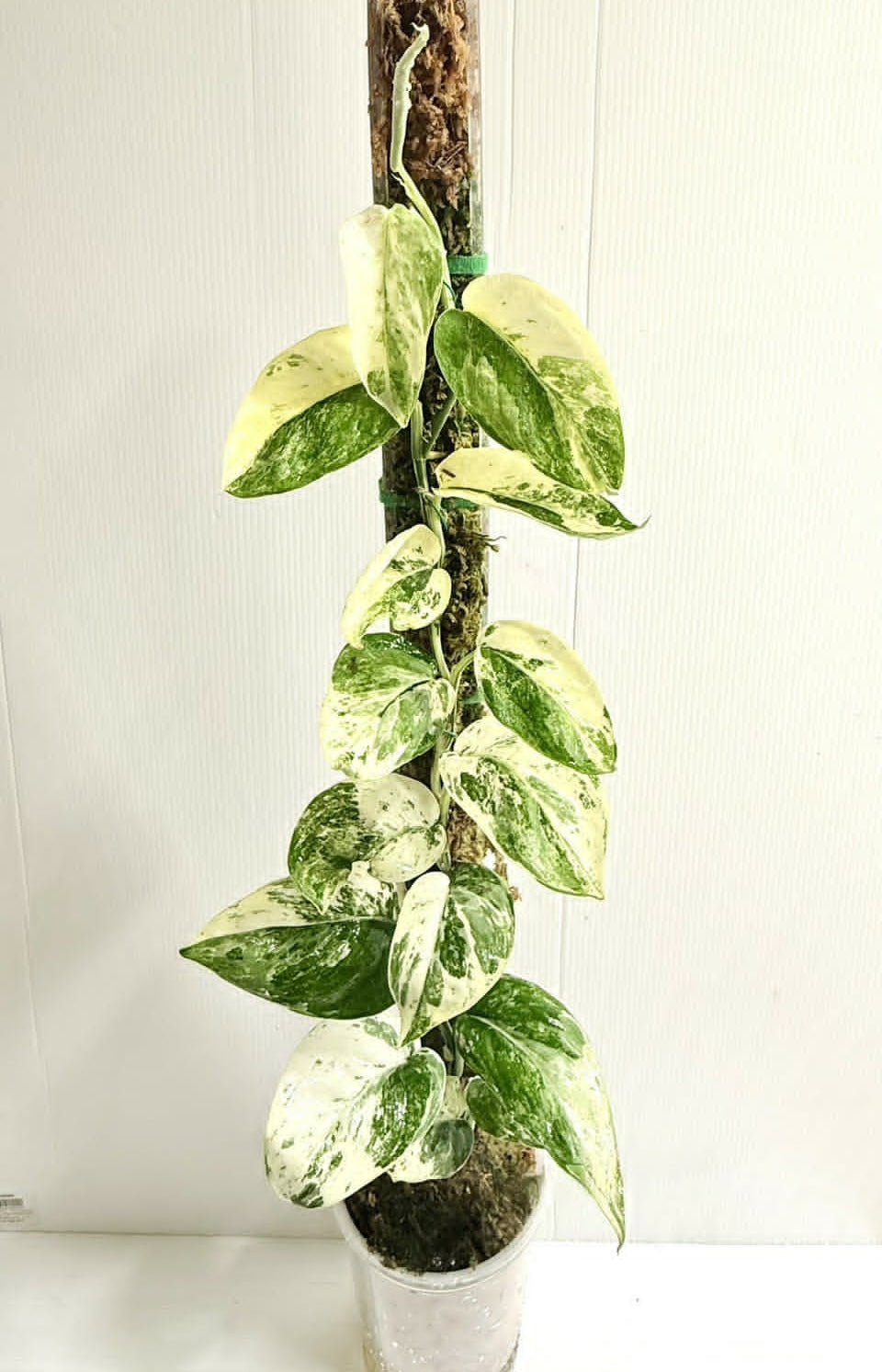 Scindpsus Variegated Dark Splash Propagation