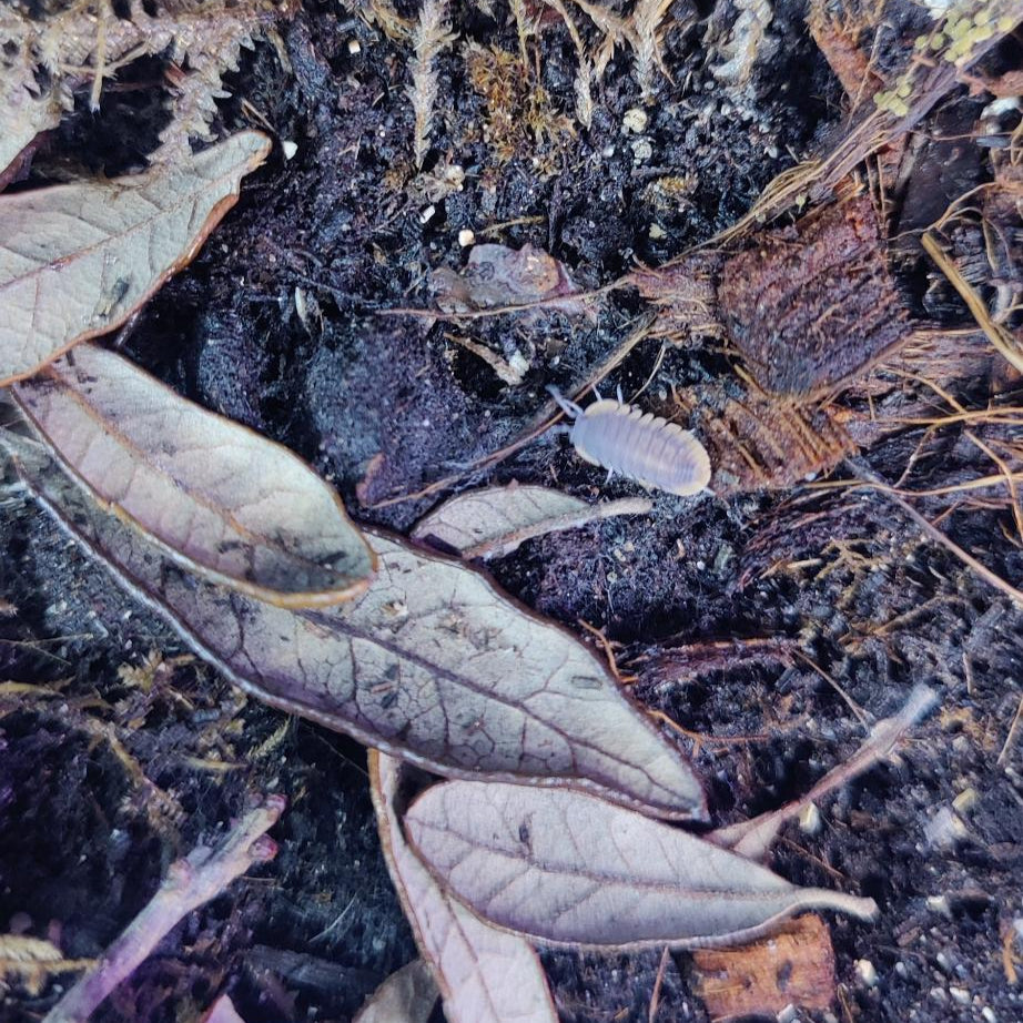 Cubaris sp. - Red Edge Isopods