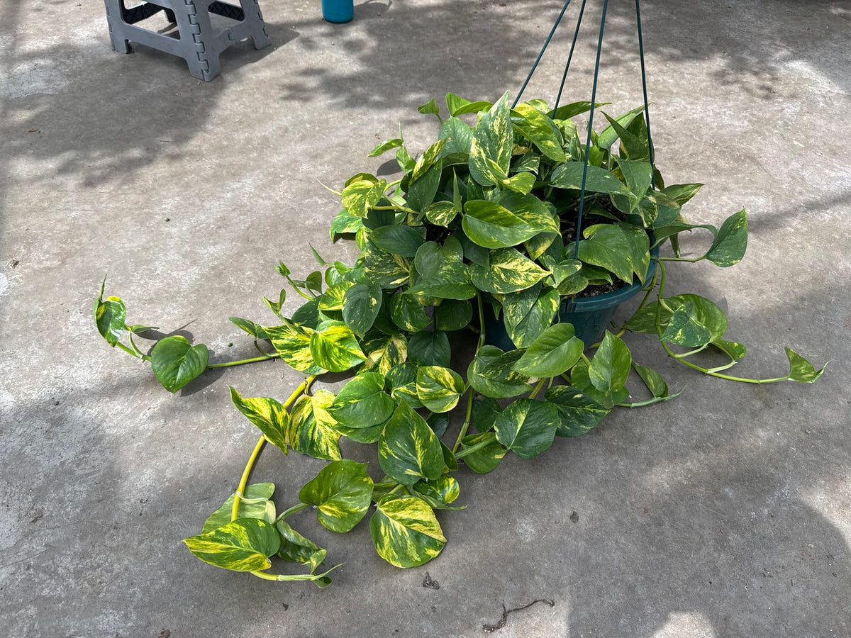 Pothos Golden
