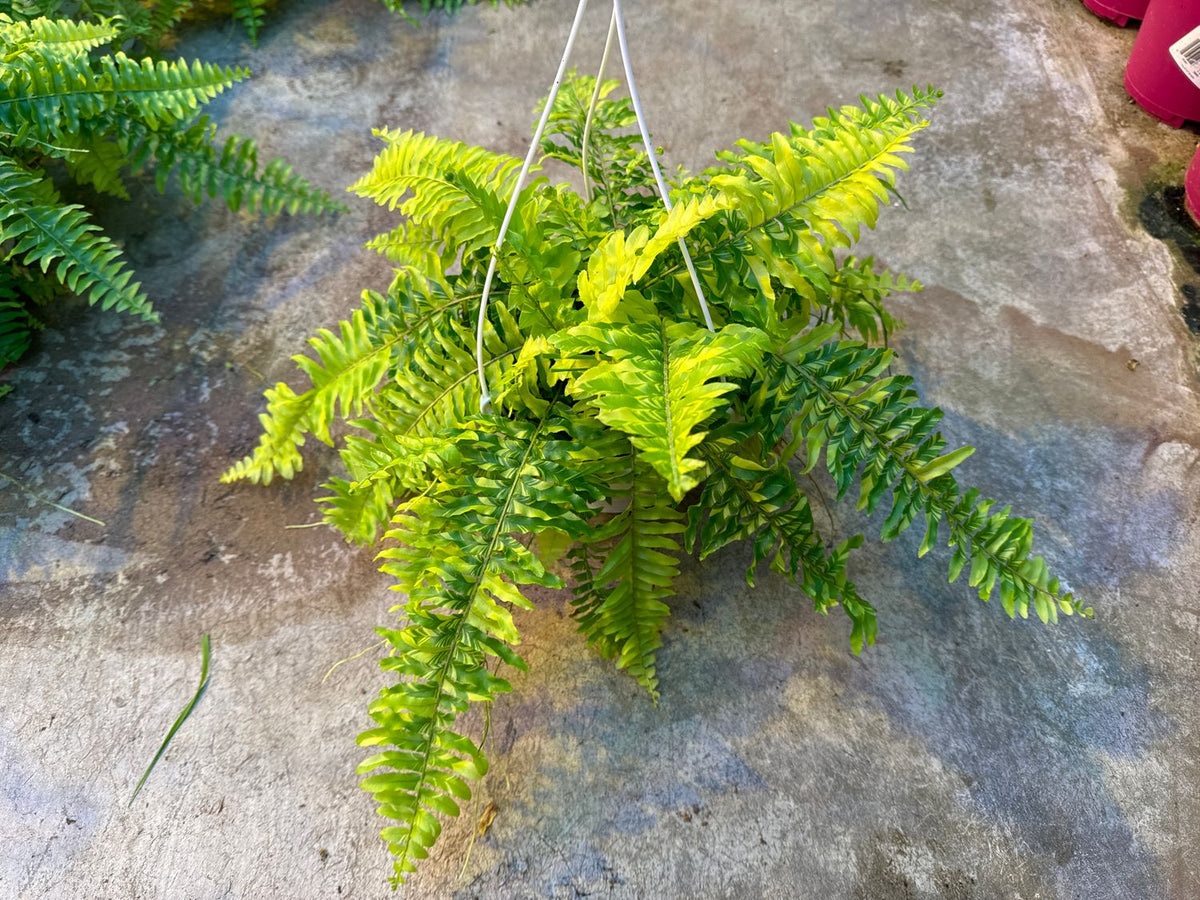Boston Tiger Fern (Nephrolepis exaltata)