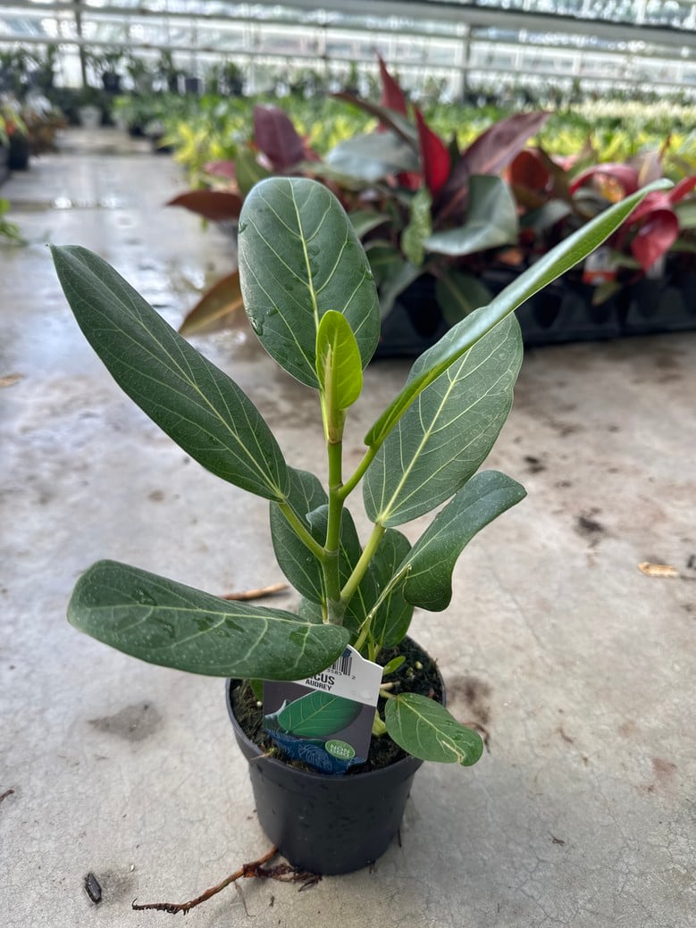 Ficus benghalensis 'Audrey'